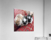 Cute Bunnies Acrylic Print