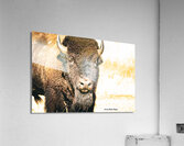 The Stare Close Up Acrylic Print