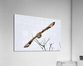 Short Eared Owl contest 1 of 1 Acrylic Print