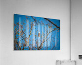 Eagle in morning light Acrylic Print