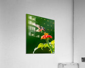 Hummingbird on sunflower Acrylic Print