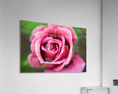 Pink Rose Acrylic Print