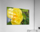 Yellow Rose Acrylic Print