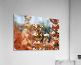 Budding Acrylic Print