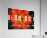 Sherbert Rose Acrylic Print