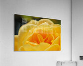 Up Close Yellow Rose Acrylic Print
