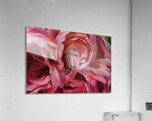 Pink Rose Petals Acrylic Print