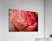 Ombre Rose Acrylic Print