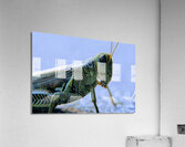 Grasshopper Acrylic Print