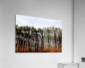 Into the Forest Acrylic Print