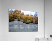 Running Sheep Acrylic Print