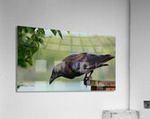 Raven in color Acrylic Print