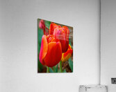 Perfect Petals Impression acrylique