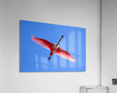 Spoonbille  12223 18 1 of 1 Acrylic Print