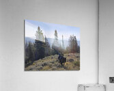 Out for a walk Acrylic Print