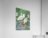 Florida Ibis Birds  Acrylic Print