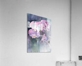 Orchids in purple and grey  Acrylic Print