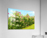 Sweetpeas on a Wire Fence Acrylic Print