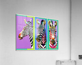Three Zebras Acrylic Print