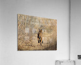 Follow Me Acrylic Print