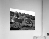 HORSE  09  Impression acrylique