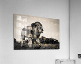 The Watch - Male lion 1 Acrylic Print