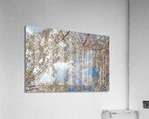 Cherry Blossoms Impression acrylique