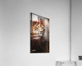 You Lion 1 Acrylic Print