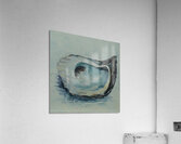 Oyster Shell  Acrylic Print