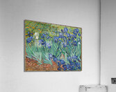Irises Vincent van Gogh Acrylic Print