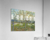 Vincent van Gogh   De roze boomgaard  Acrylic Print