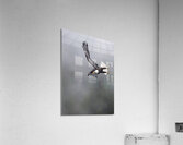 Eagle3 Acrylic Print