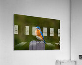 Eastern Bluebird - Colorful  Acrylic Print