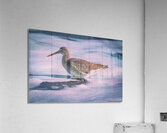 Willet - Gentle Waves  Acrylic Print