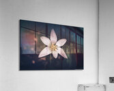 Lady Tulip - Artistic  Acrylic Print