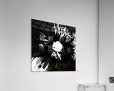 Dark Distressed Black and White Daisy on a Dark Distressed Background Acrylic Print