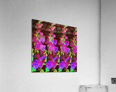 Cool Foxgloves Version 5 Acrylic Print