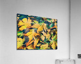 Abstract Acer Autumnal Leaves Acrylic Print