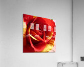 Original Red and Yellow Rose on an Abstract Background Acrylic Print