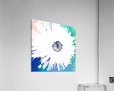 Pale White Daisy Flower on a Coloured Abstract Background Acrylic Print