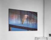 Great Blue Heron - Evening Watch  Acrylic Print