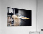 Great Blue Heron - Up Close  Acrylic Print