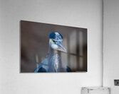 Great Blue Heron - Grumpy Heron  Acrylic Print