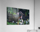 Great Blue Heron - Inner Peace  Acrylic Print