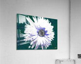 Abstract Linear Inverted Double White Daisy Flower Acrylic Print