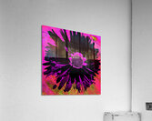 Black Abstract Daisy on a Pink Abstract Background Acrylic Print