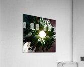 Daisy Light Centre on Darker Abstract Background Acrylic Print