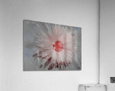 Pink Abstract Daisy Flower Centre on a Grey Abstract Background Acrylic Print