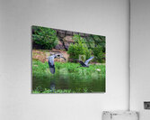 Great Blue Heron couple in flight  Acrylic Print