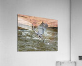 Great Blue Heron - Walking On Water  Acrylic Print